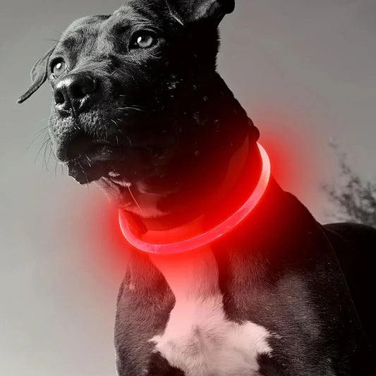 COLLIER LUMINEUX CHIEN | LUMINITE - Les chiens beaux