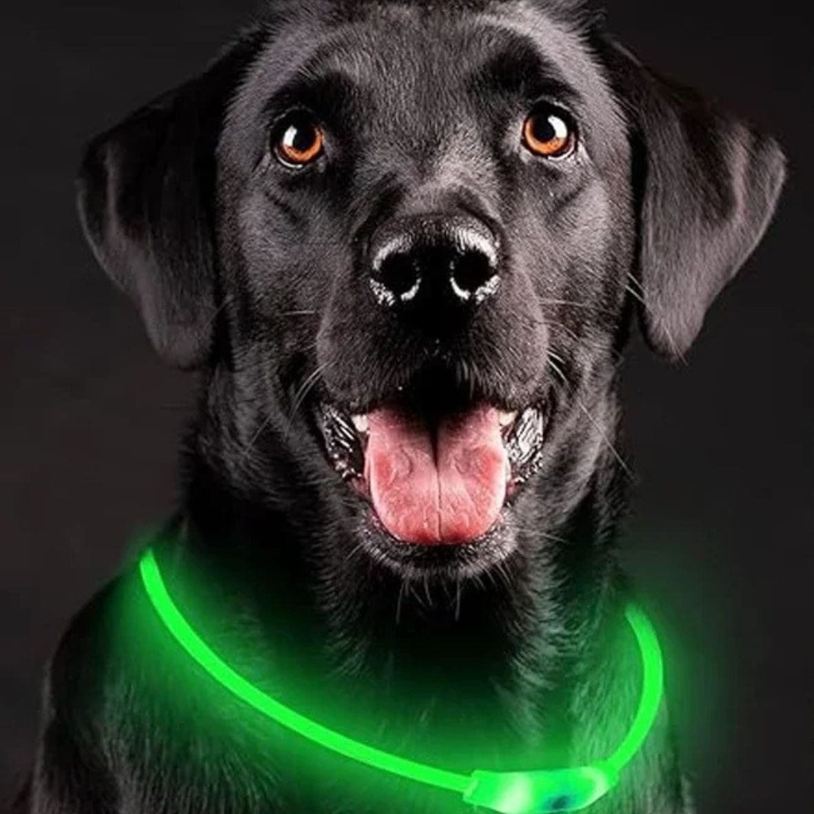 collier lumineux chien - Luminite