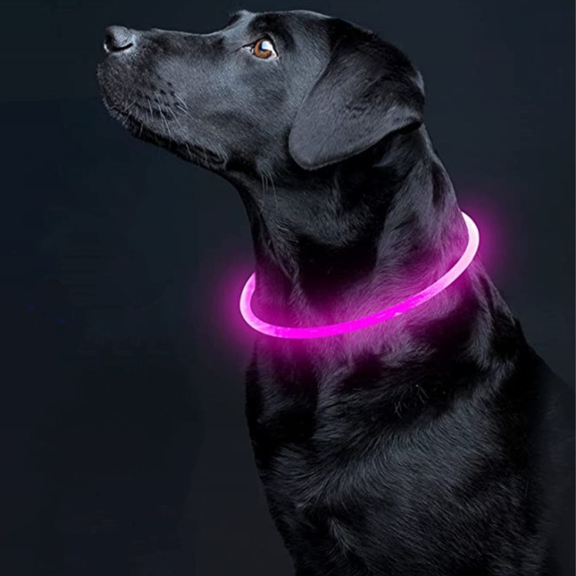 collier lumineux chien - Luminite