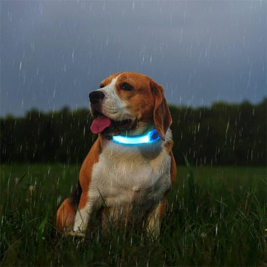 Collier lumineux pour chien | Étanche LED - Les chiens beaux