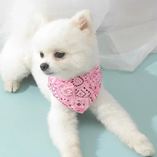 COLLIER POUR CHIEN | BANDANA - Les chiens beaux