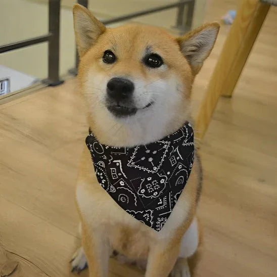 COLLIER POUR CHIEN | BANDANA - Les chiens beaux