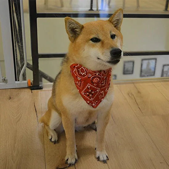 COLLIER POUR CHIEN | BANDANA - Les chiens beaux