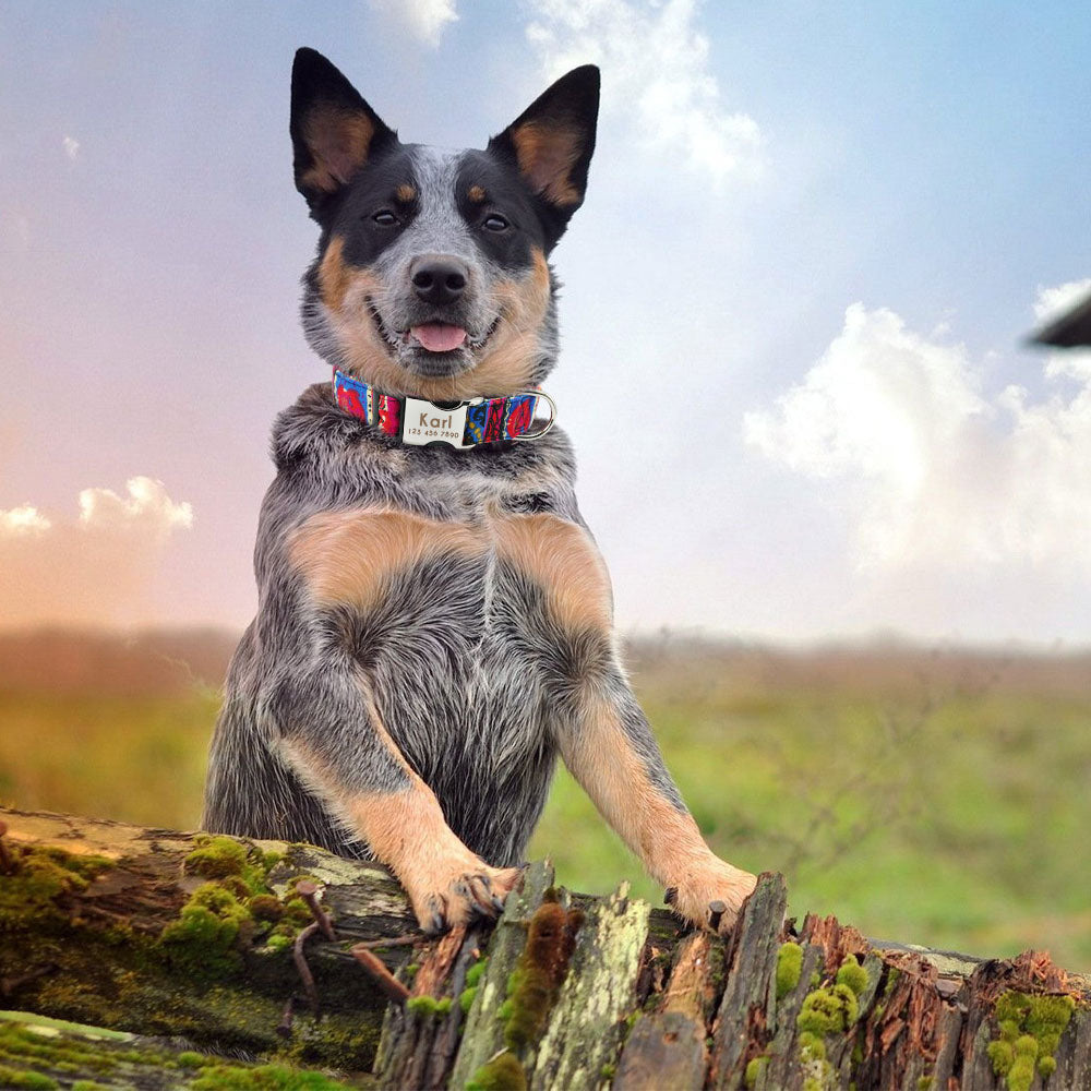 collier pour chien personnalisé - Personicoll