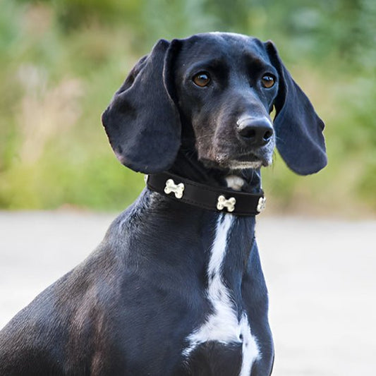 Collier pour chien | Cuir clouté en os - Les chiens beaux