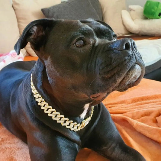 COLLIER POUR CHIEN DORÉ | ÉCLAT - Les chiens beaux
