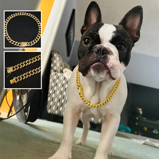 collier pour chien doré - Éclat