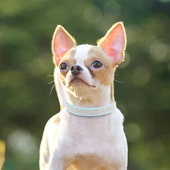 Collier pour chien en similicuir | Cristal paillette - Les chiens beaux