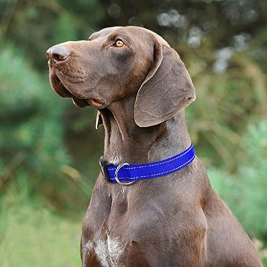 COLLIER POUR CHIEN | NYLON RÉFLÉCHISSANT - Les chiens beaux