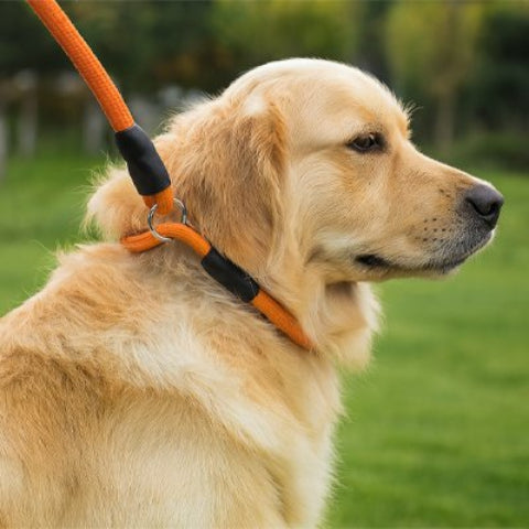 Collier pour chien orange robuste