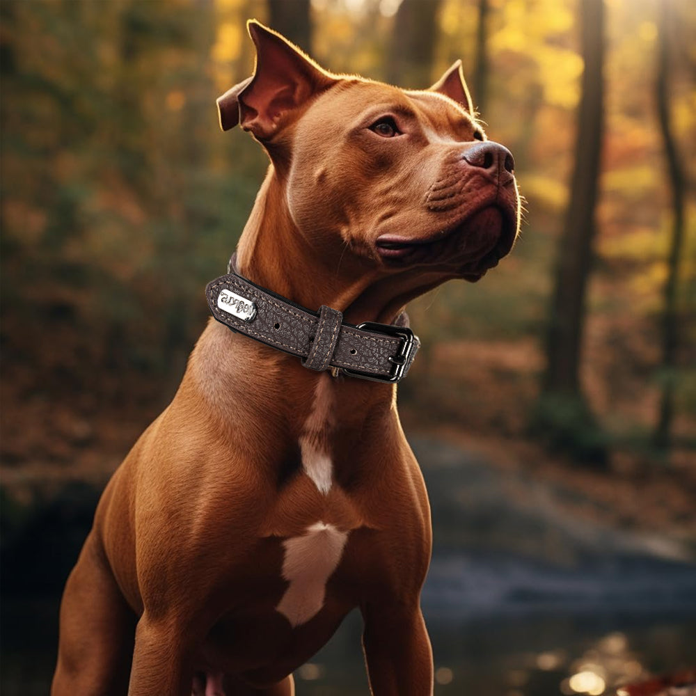 Collier chien personnalisé - Distinctif