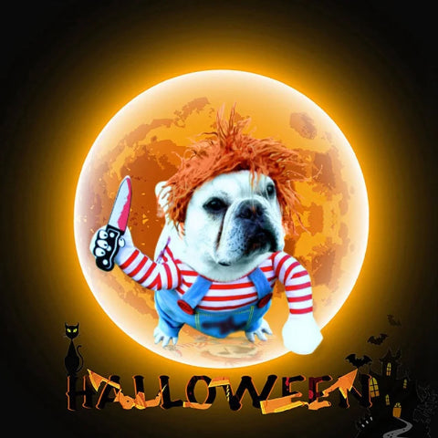 deguisement chien halloween magique indispensable