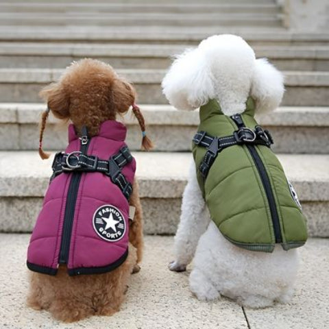 deux bichon frise qui porte le harnais chien hiver violet et vert