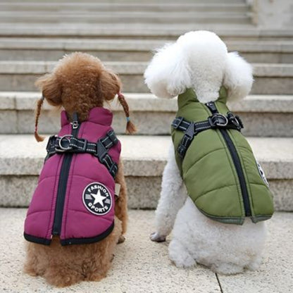 deux bichon frise qui porte le harnais chien hiver violet et vert