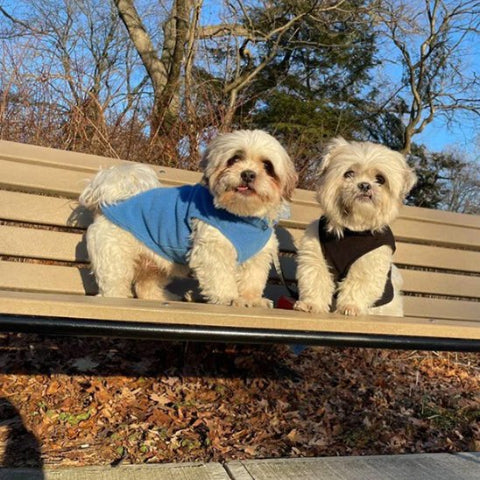 deux chiots qui portent le manteau chien mignon
