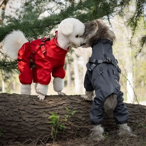 deux chiots qui portent le manteau chien 