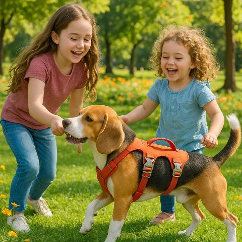 deux jeunes filles qui jouent avec leur beagle qui porte le harnais chien triple sangle avec poignee orange