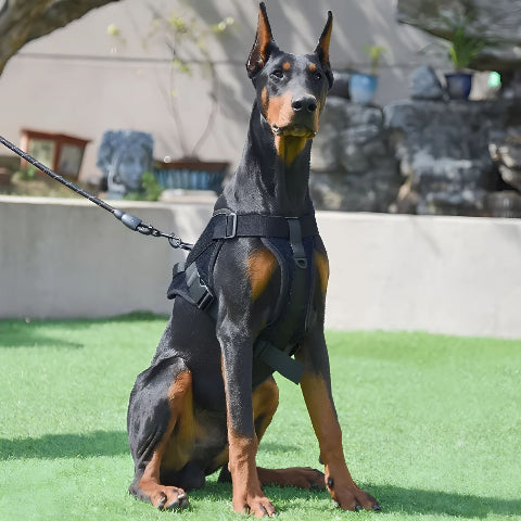 doberman qui porte le harnais anti traction pour chien Servidog noir