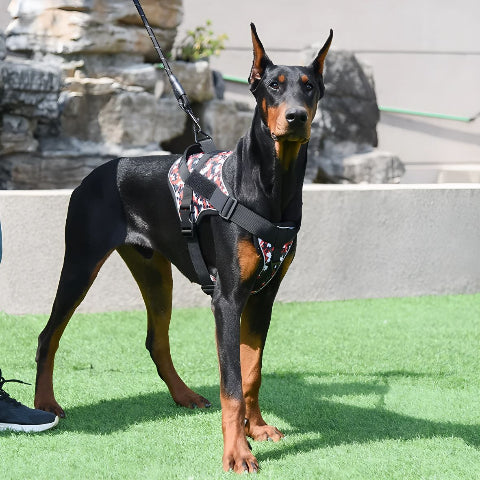 doberman qui porte le harnais anti traction pour chien Servidog robuste