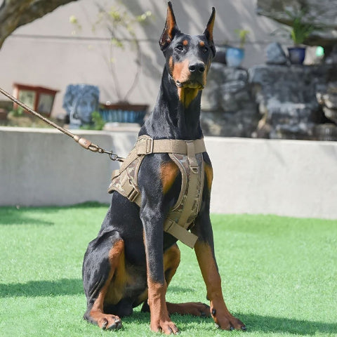 doberman qui porte le harnais anti traction pour chien servidog kaki camouflage durable