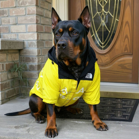 doberman qui porte le manteau pour chien the dog face jaune