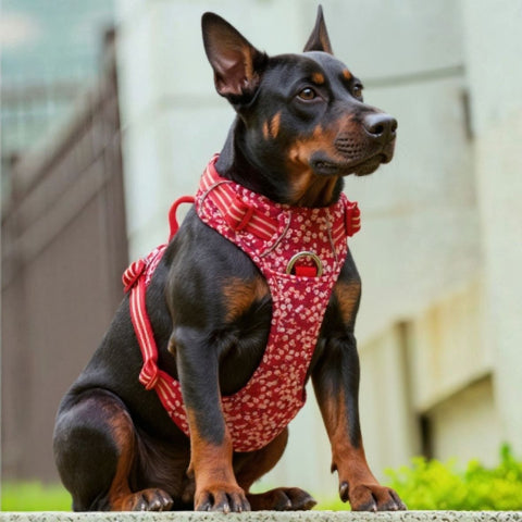 doberman qui se promene dans un parc en portant le harnais chien Truelove rouge poppy joli