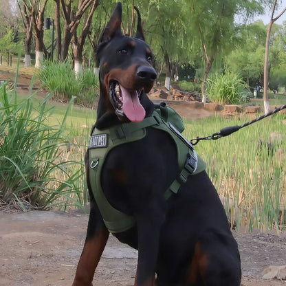 doberman qui se promene en portant le harnais chien militaire de bonne qualite
