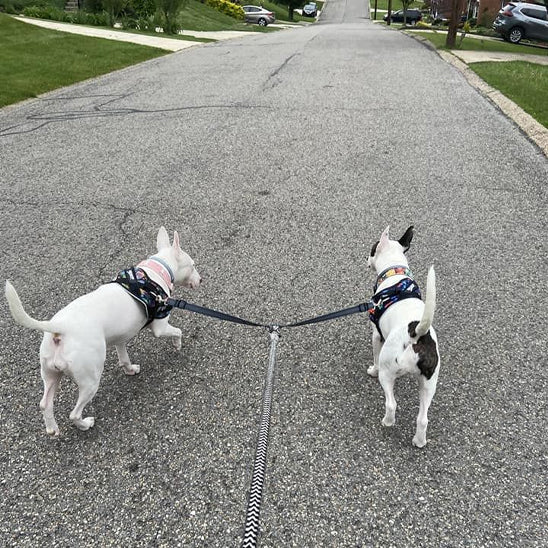 DOUBLE LAISSE POUR CHIEN | COUPLEUR EN NYLON - Les chiens beaux