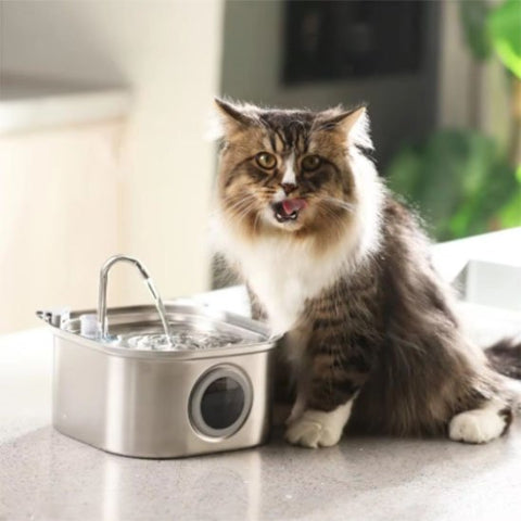 fontaine a eau chat confortable