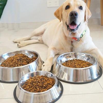 GAMELLE CHIEN EN ACIER INOXYDABLE | PAWGOURMET - Les chiens beaux