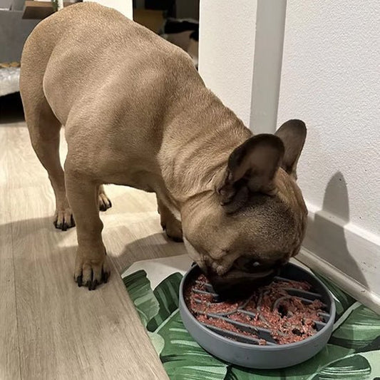 Gamelle pour chien | Filles d'alimentation lente en silicone - Les chiens beaux