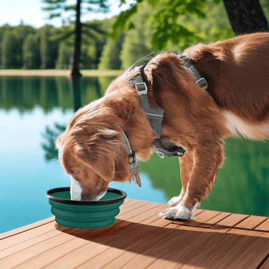 Gamelle pour chien pliable | NomadeBowl - Les chiens beaux