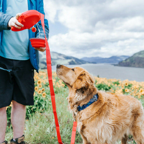 golden retriever porte la laisse pour chien multifonction 3 en 1 rouge solution hydratante