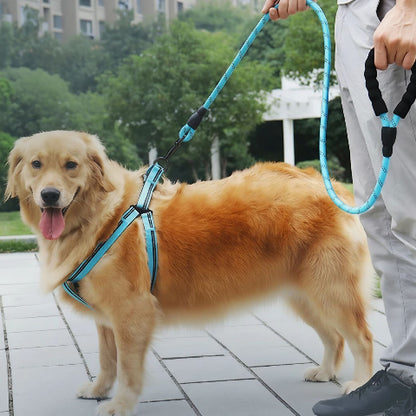 golden retriever qui porte la laisse pour chien rembourree bleue