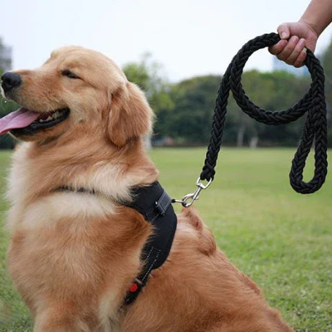 golden retriever qui porte la laisse pour chien tressee en nylon a deux brins corde tissee a chevrons noire