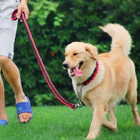 golden retriever qui porte la laisse pour chien tressee en nylon a deux brins corde tissee a chevrons rouge noire