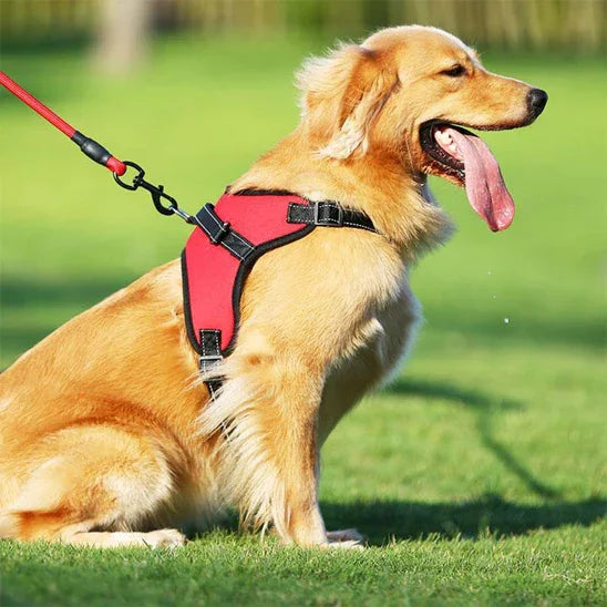 golden retriever qui porte le harnais chien Sangle de poitrine indispensable