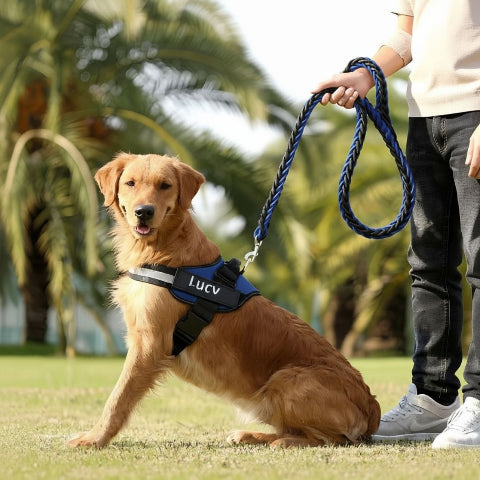 golden retriever qui porte le harnais chien de service servidog bleu