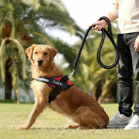 golden retriever qui porte le harnais chien de service servidog rouge durable