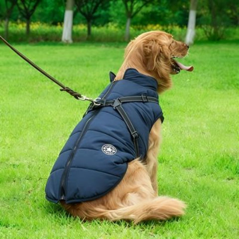 golden retriever qui porte le harnais chien hiver bleu marine elegant