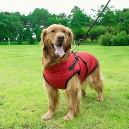 golden retriever qui porte le harnais chien hiver rouge chic