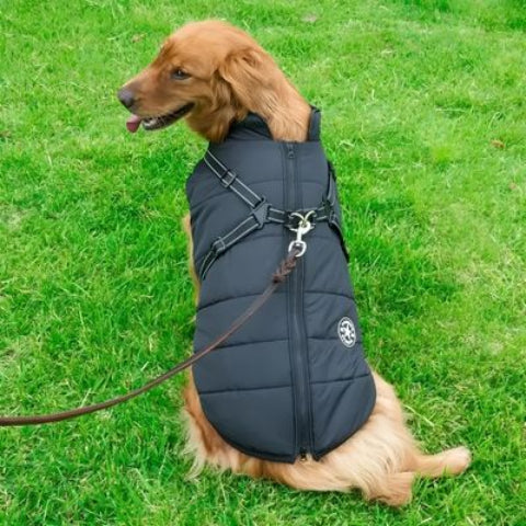 golden retriever qui porte le harnais chien manteau d hiver noir essentiel
