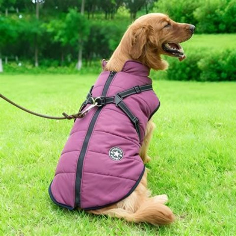 golden retriever qui porte le harnais chien manteau d hiver violet indispensable