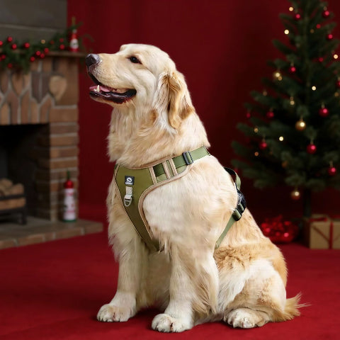 golden retriever qui porte le harnais chien veste tactique kaki durable