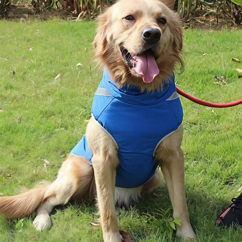 golden retriever qui porte le manteau pour chien polaire bleu durable