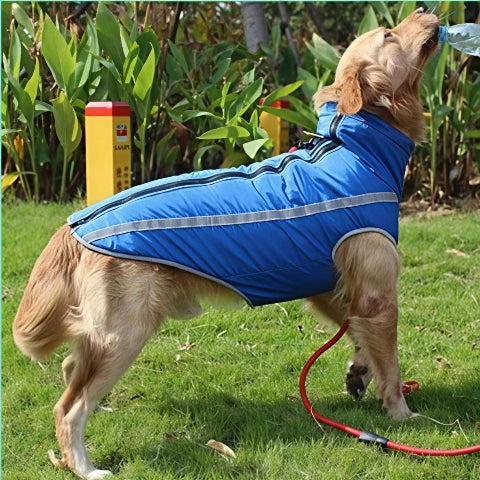 golden retriever qui porte le manteau pour chien polaire bleu efficace