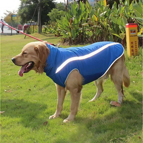 golden retriever qui porte le manteau pour chien polaire bleu robuste