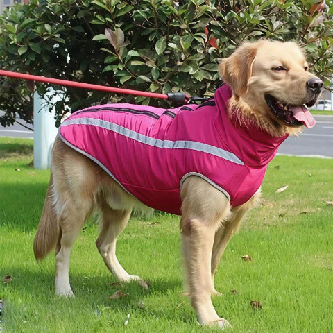 golden retriever qui porte le manteau pour chien polaire rose elegant