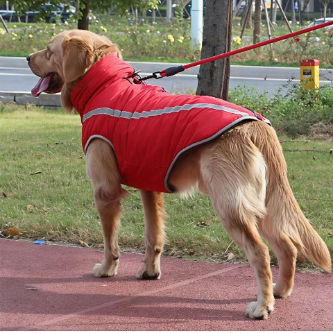 golden retriever qui porte le manteau pour chien polaire rouge