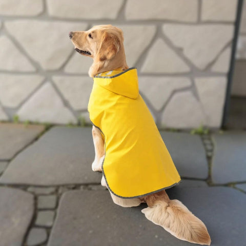 golden retriever qui porte le manteau pour chien wetguard jaune impccable